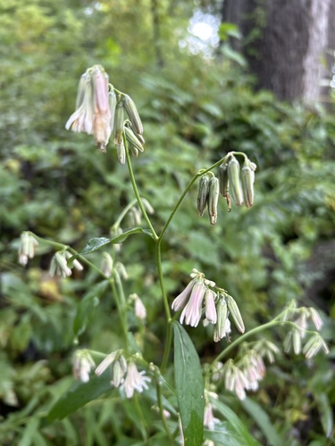 white rattlesnake root