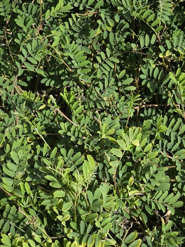 Tephrosia cinerea observed 2026-09-19