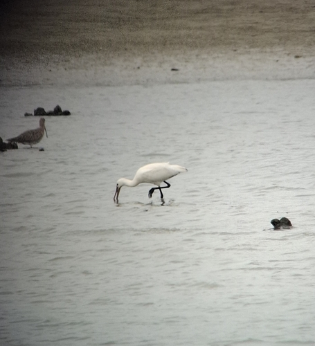 Eurasian Spoonbill