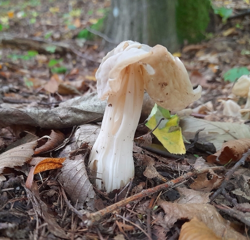 White Saddle