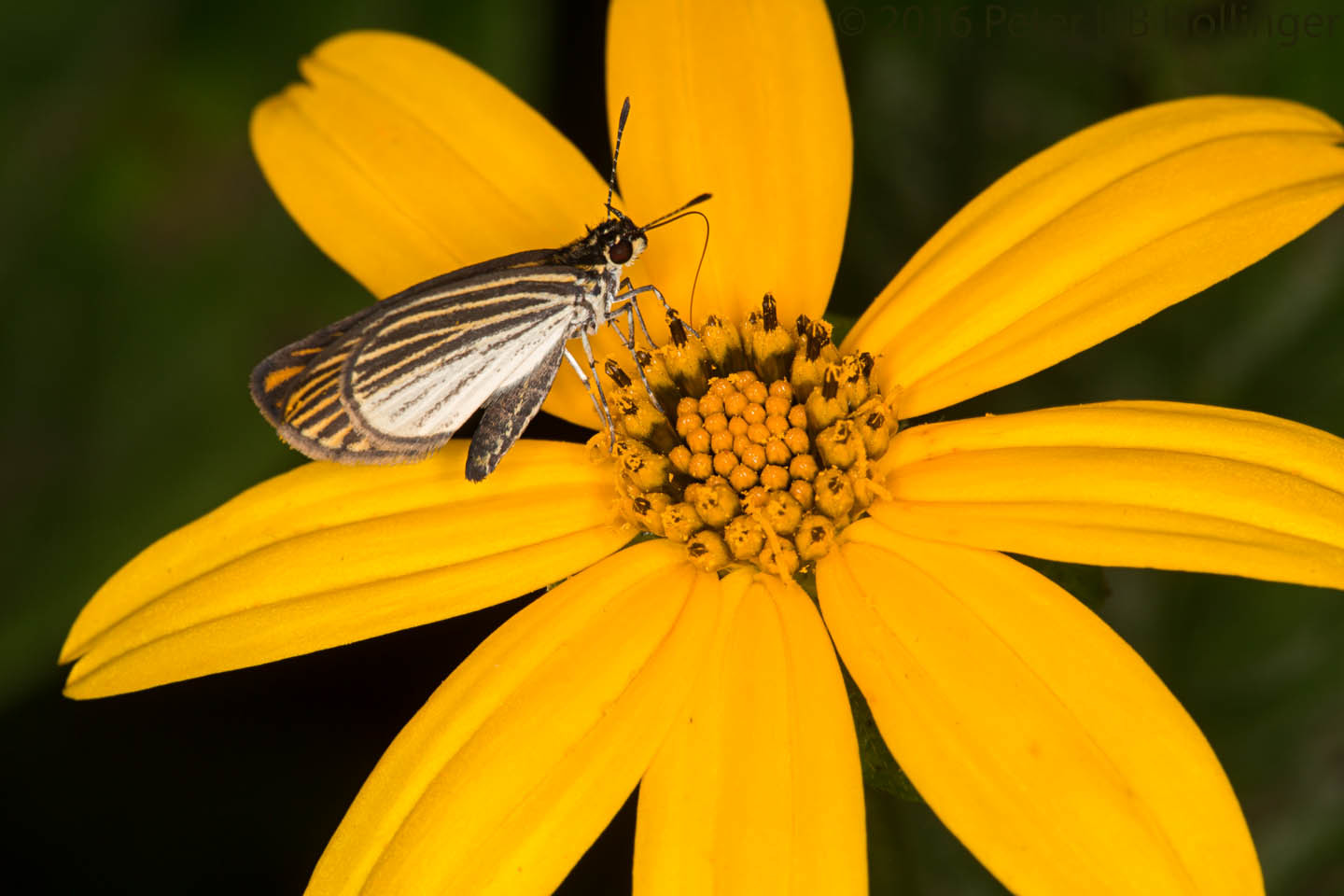 Apaustus gracilis image