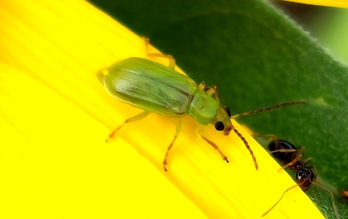 northern corn rootworm