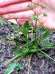 Damasonium minus