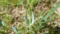 Blackstonia acuminata