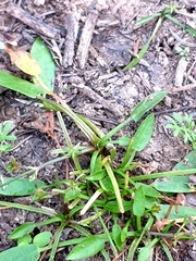 Damasonium minus