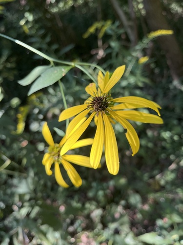 cutleaf coneflower