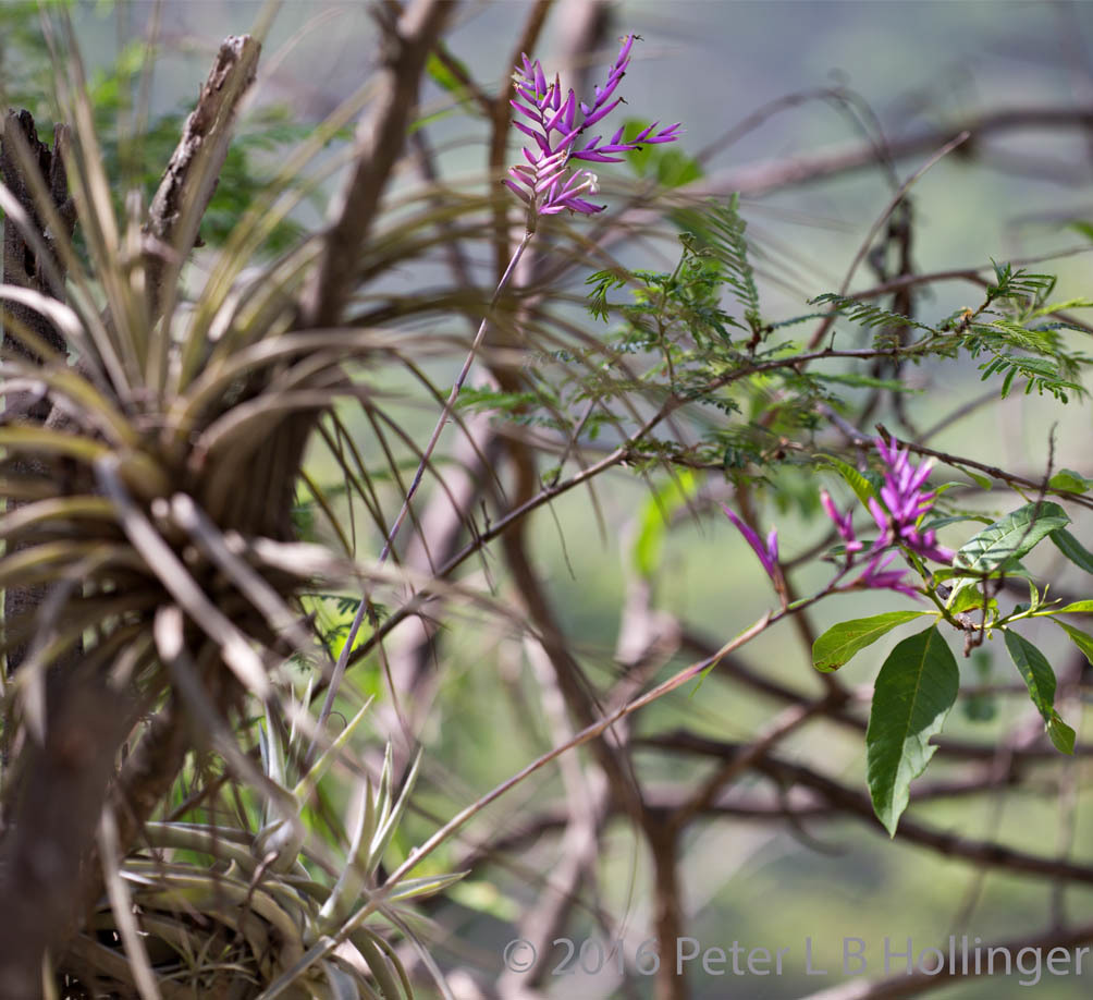 Tillandsia straminea image