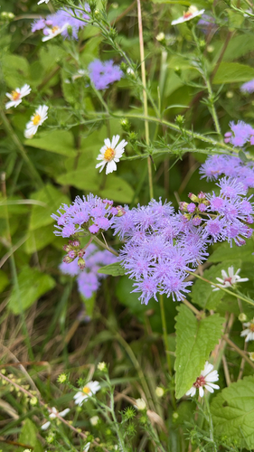 blue mistflower