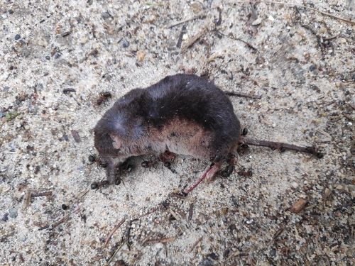 Common Shrew
