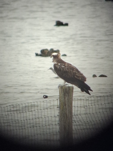 Osprey