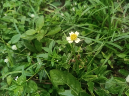 Tridax Daisy