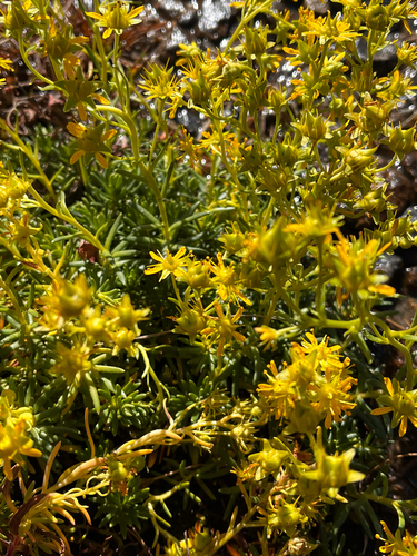 Yellow Saxifrage