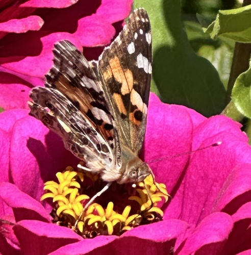 Painted Lady