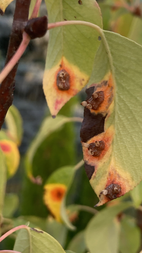 Pear Rust