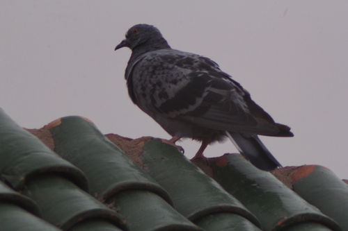 Feral Pigeon