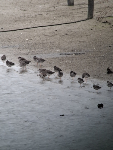 Common Redshank
