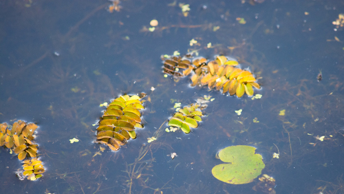 floating fern