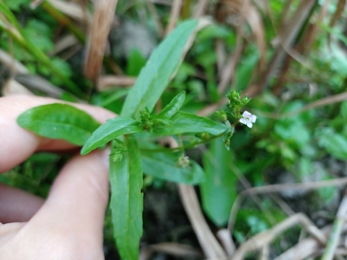 chain speedwell