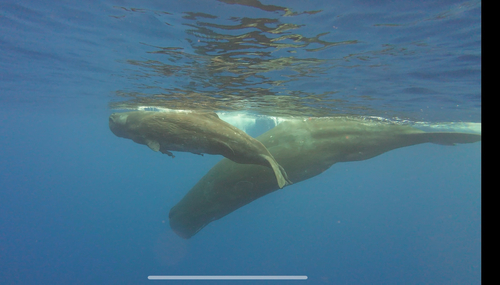 Sperm Whale