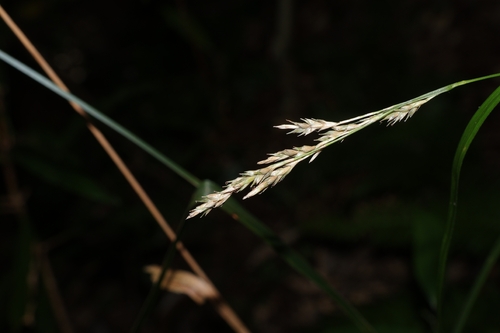 Carex perakensis, 2026-09-19