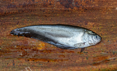 Notopterus notopterus