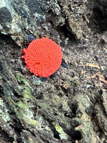 Red Raspberry Slime Mold