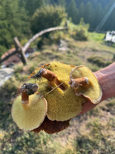 Hollow Bolete