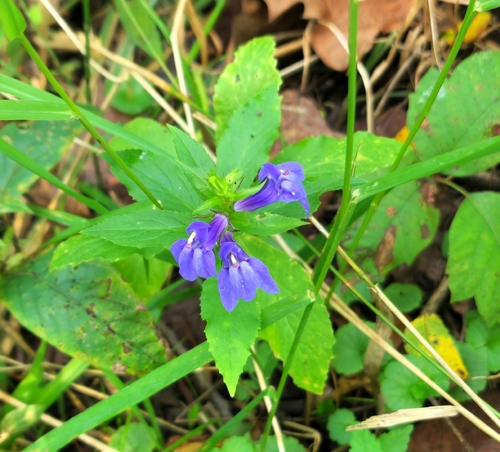 great blue lobelia