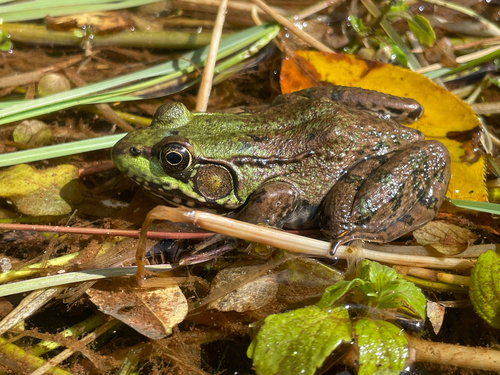 Green Frog