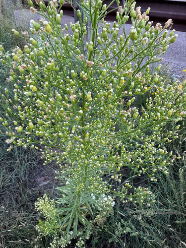 horseweed