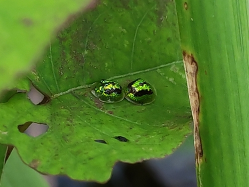 Green Tortoise Beetle