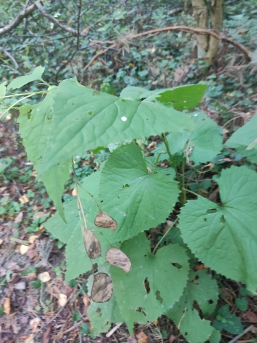Lunaria rediviva, photograph 6