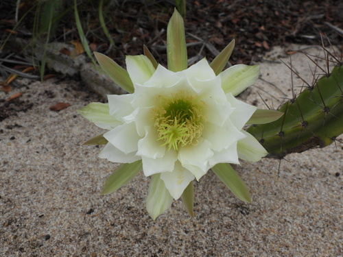Cereus fernambucensis, photograph 1