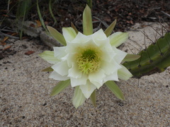 Cereus fernambucensis, photograph (c) Henrique Nogueira, some rights reserved (CC BY)