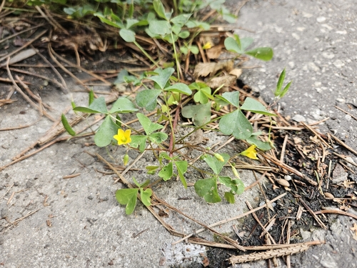 upright yellow woodsorrel