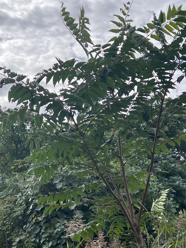 tree-of-heaven
