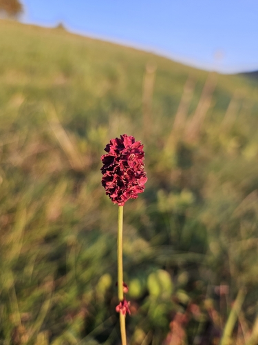 Great burnet