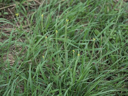 Sisymbrium officinale, photograph 4