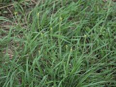 (c) Daniel Cahen, some rights reserved (CC BY) Sisymbrium officinale, photograph (c) Daniel Cahen, some rights reserved (CC BY)