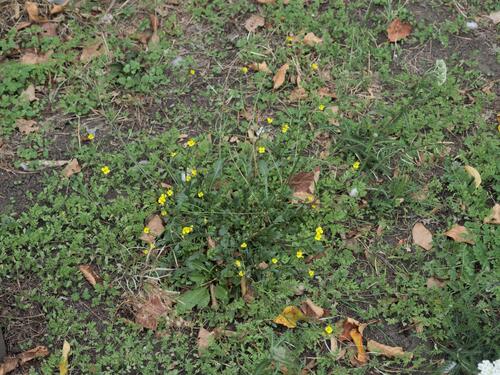 Diplotaxis muralis, photograph 4