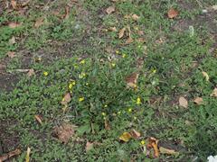 Diplotaxis muralis, photograph (c) Daniel Cahen, some rights reserved (CC BY)