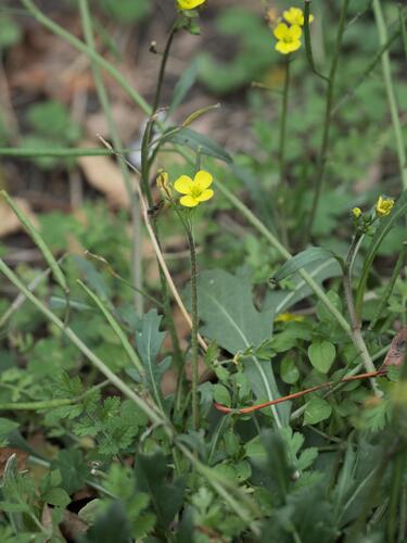 Diplotaxis muralis, photograph 3