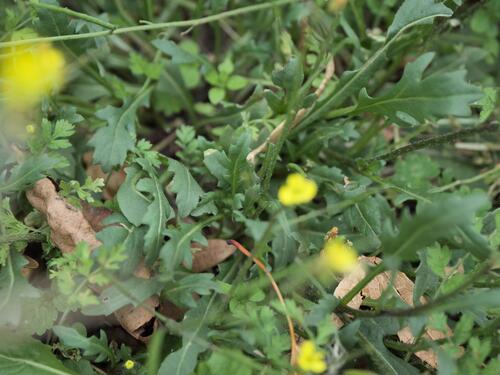 Diplotaxis muralis, photograph 2