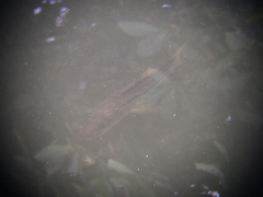 Centropomus undecimalis