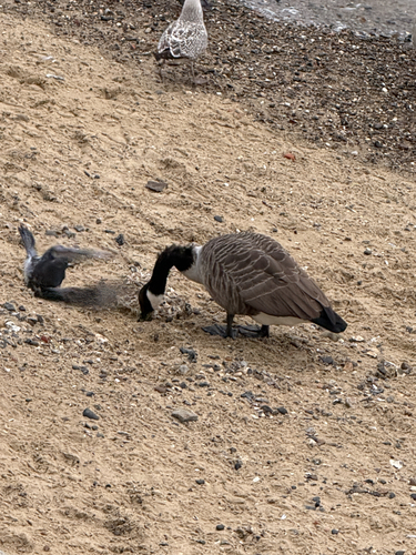 Canada Goose