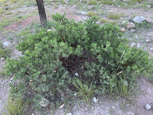 pointleaf manzanita