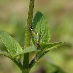 Agriocnemis lacteola