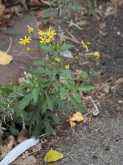 Senecio squalidus, photograph (c) Daniel Cahen, some rights reserved (CC BY)
