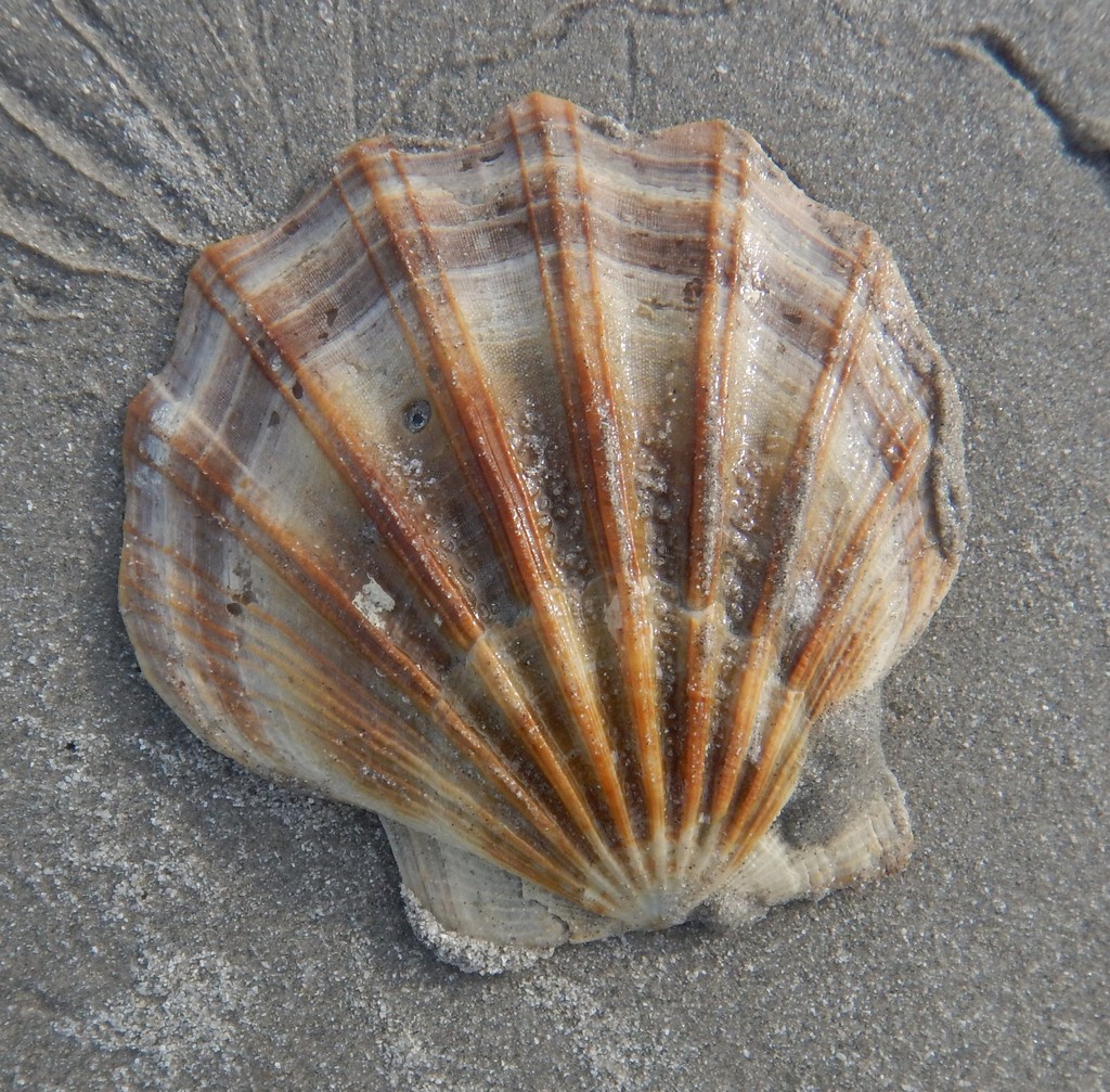 Chlamydini