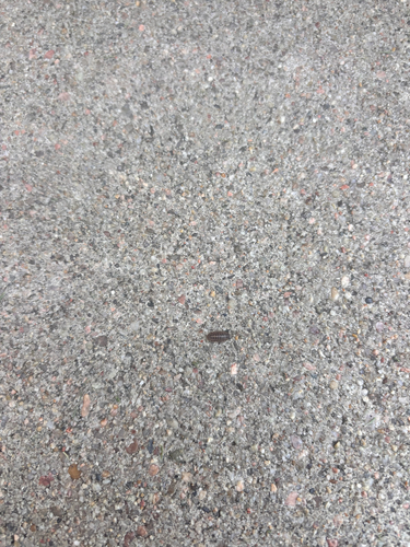 Common Pill Woodlouse